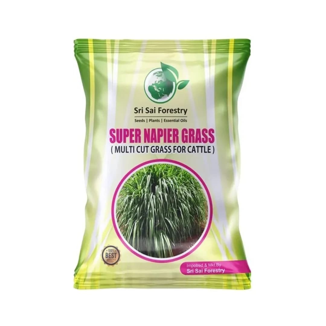 SRI SAI FORESTRY Super Napier Grass Seeds for Cattle, Multi Cut Grass Seed for Animal Fodder