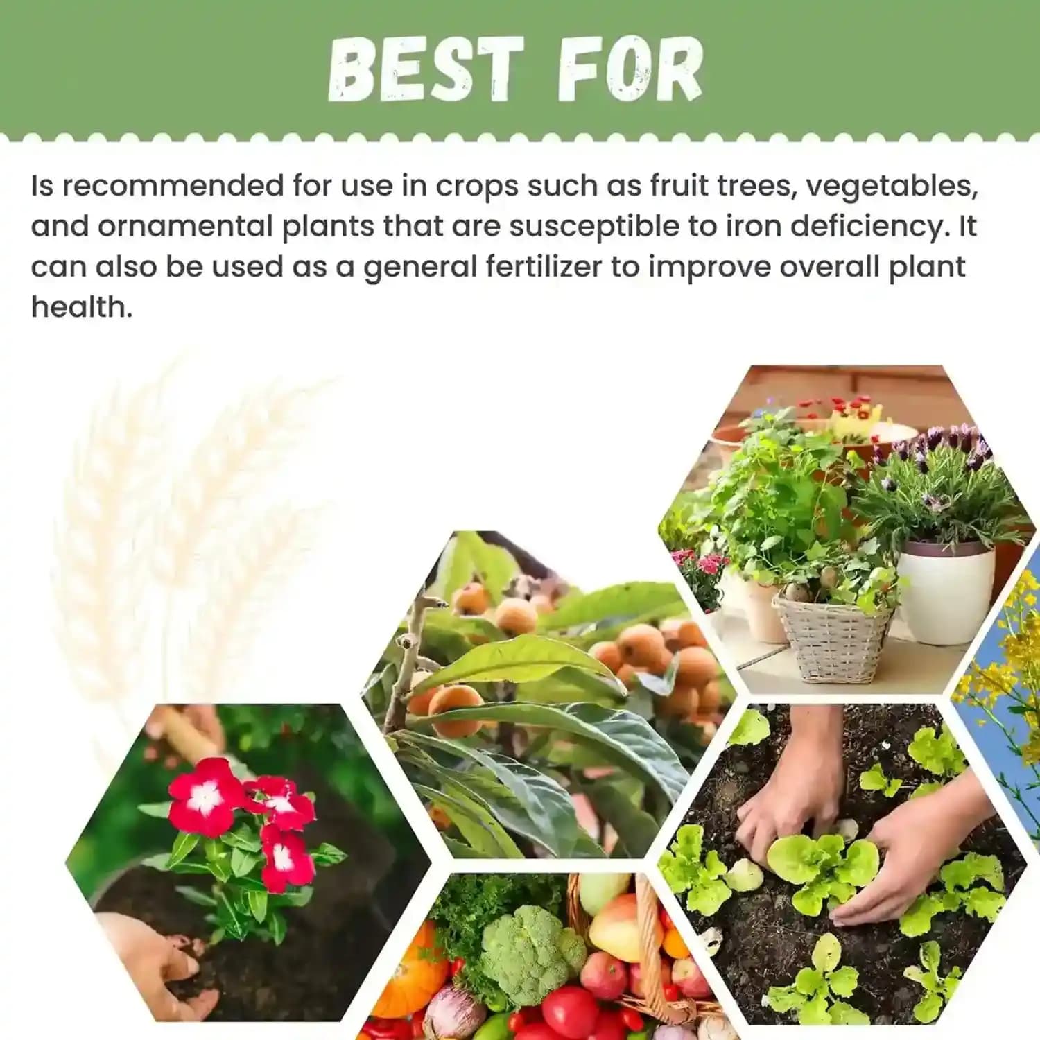 Katyayani Iron Micronutrient Fertilizer Ferrous Sulphate 19%, Best For All Crops - Image 6